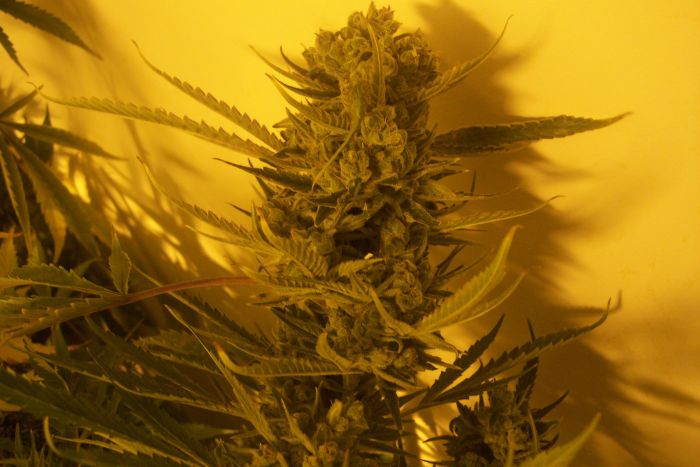 Cheese BX1 Regular Seeds