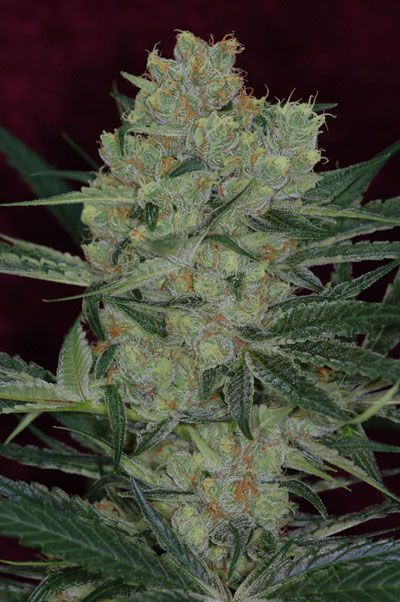 Cheese Quake Regular Seeds