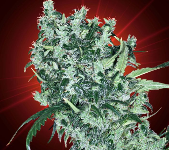 Cheese Tease Regular Seeds