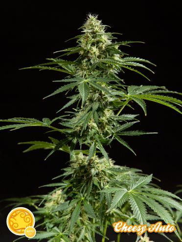 Cheesy Auto Feminised Seeds