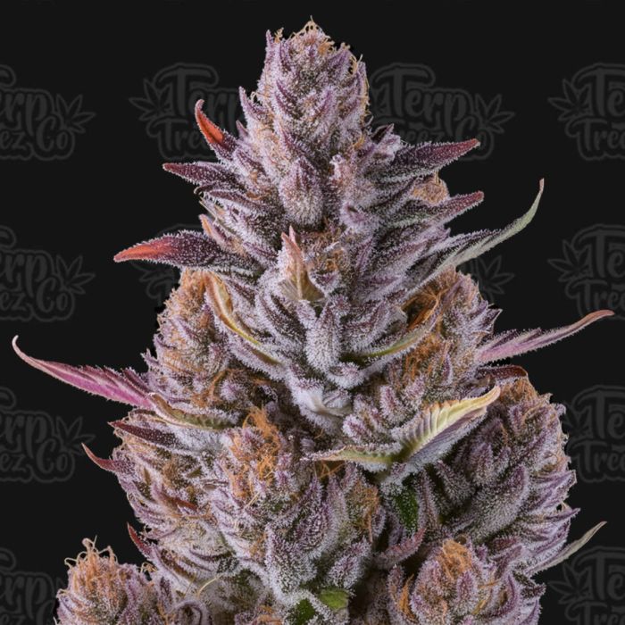 Cherry Guava Feminized Cannabis Seeds