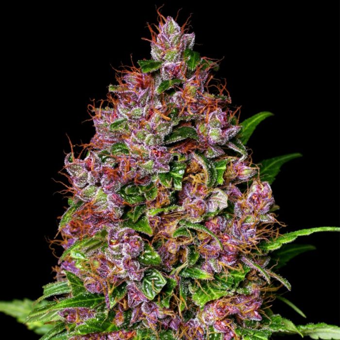 Cherry Mac Muffin Feminized Seeds