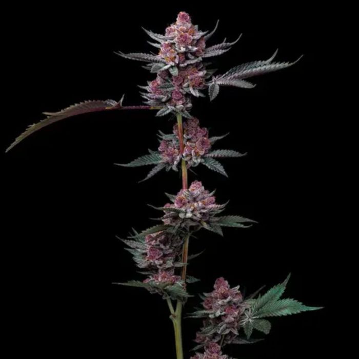 Cherry Poppers Feminized