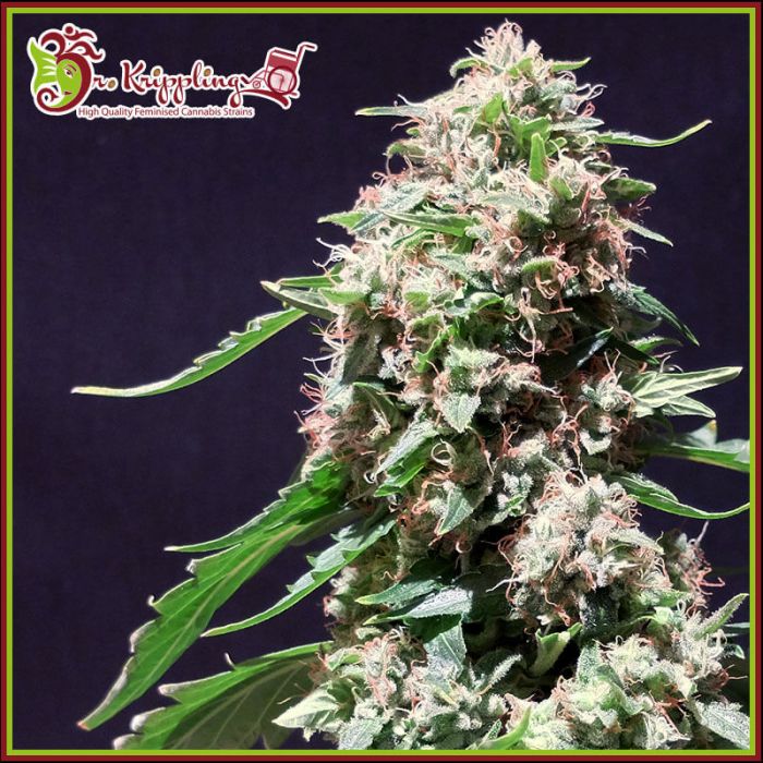 Chocolate Zkittles Feminised Seeds