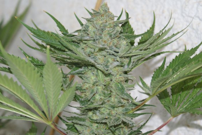 Critical Haze Feminised Seeds