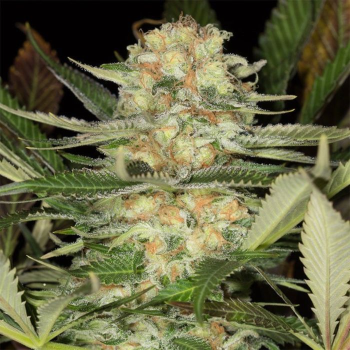 Critical Mango Feminized Seeds