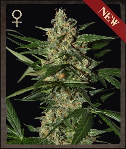 Damnesia Auto Feminised Seeds