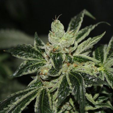 Darkstar Kush