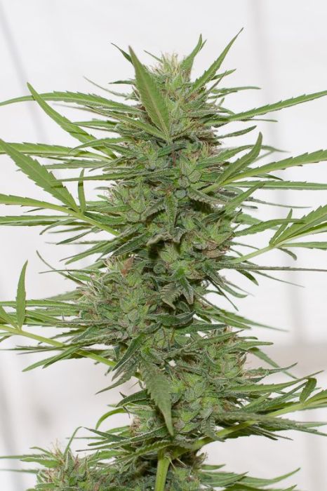 Dedoverde Haze Auto Feminised Seeds