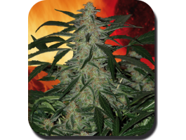 Deimos Auto Feminised Seeds