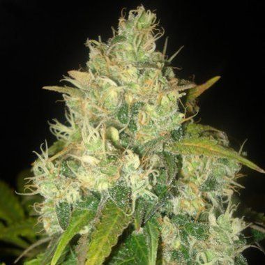 Delicious Seeds Black Russian Feminized