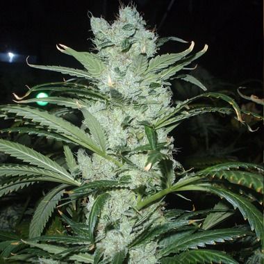 Delicious Seeds Critical Neville Haze Feminized