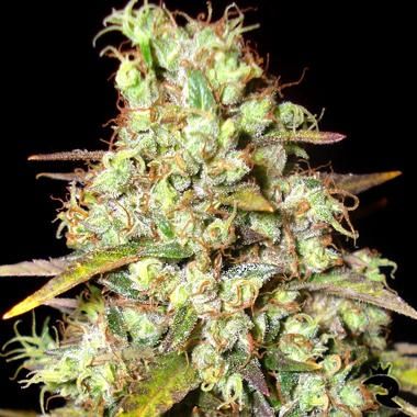 Delicious Seeds Critical Super Silver Haze Feminized