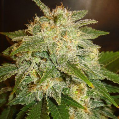 Delicious Seeds La Bella Afrodita Auto Feminized