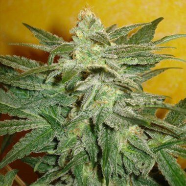 Delicious Seeds La Frutta Di Venus Auto Feminized