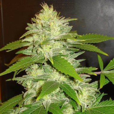 Delicious Seeds La Musa Auto Feminized