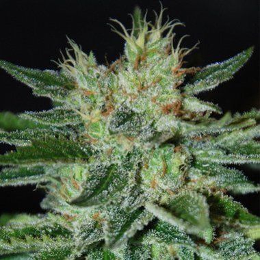 Delicious Seeds Sugar Black Rose Feminized