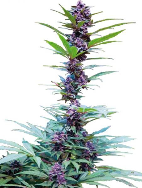 Deluxe Mix Feminised Seeds