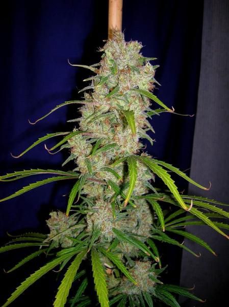 Destroyer Feminised Seeds