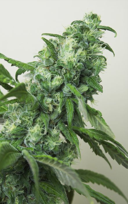 Digweed Feminised Seeds