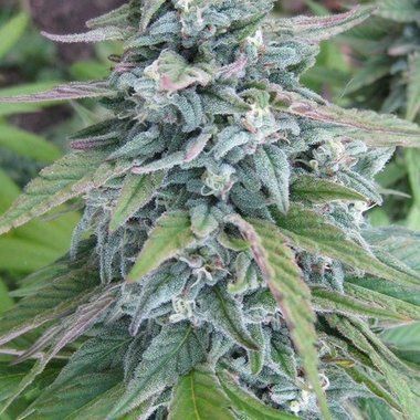 DNA Genetics Cannadential Feminized