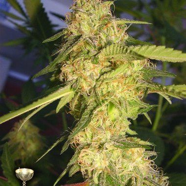 DNA Genetics ReCon Feminized