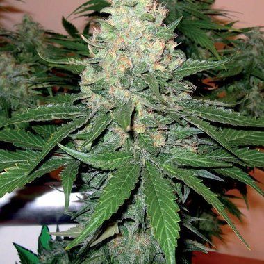 DNA Genetics Rocklock Feminized