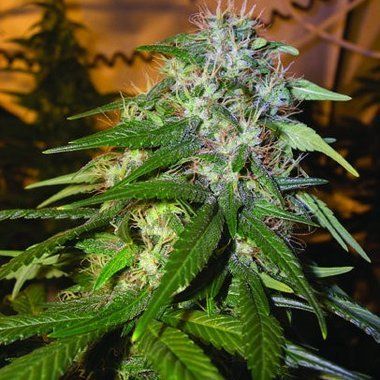 DNA Genetics Sour Cream Feminized