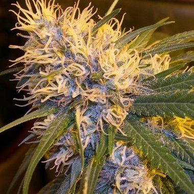 Super Cannalope Feminized