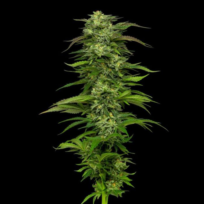 DREAM QUEEN AUTOFLOWERING