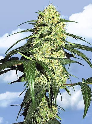 Dutch Delight Feminised Seeds