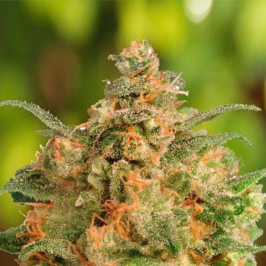 Dutch Passion Brainstorm Feminized