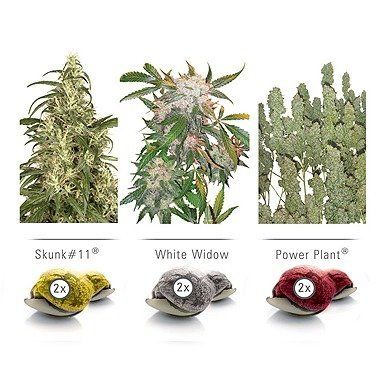 Dutch Passion Colour Mix 3 Indoor Feminized Cannabis Seeds