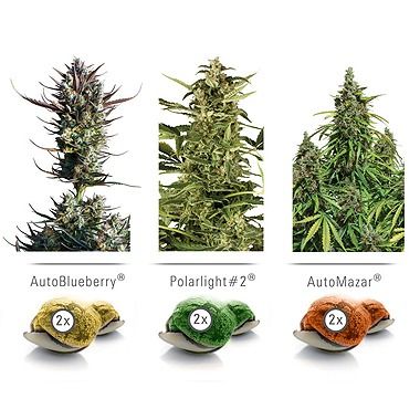 Dutch Passion Colour Mix 6 AutoFlowering Feminized