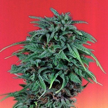 Dutch Passion Durban Poison Feminized