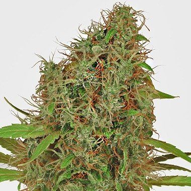 Dutch Passion Dutch Haze Feminized