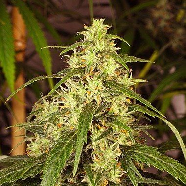 Dutch Passion Mekong High Feminized