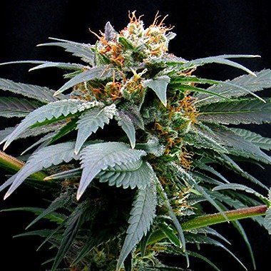 Dutch Passion Ortega Indica Feminized