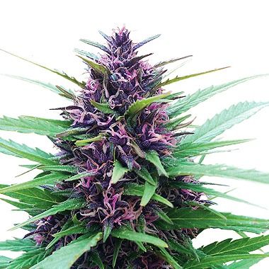 Dutch Passion Shaman Feminized