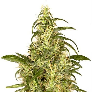 Dutch Passion Skunk #II Feminized