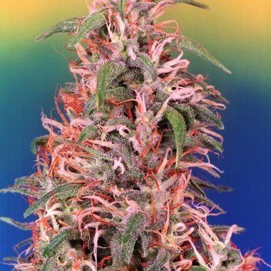 Dutch Passion Skunk Passion Feminized