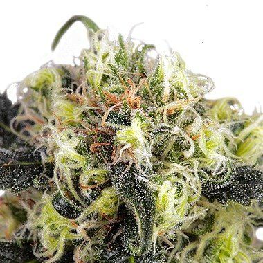 Dutch Passion Snow Bud Feminized