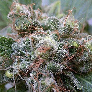 Dutch Passion White Widow Feminized