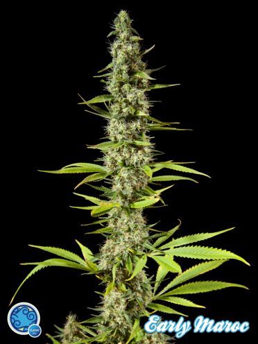 Early Maroc Feminised Seeds