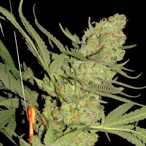 Elvis Feminised Seeds