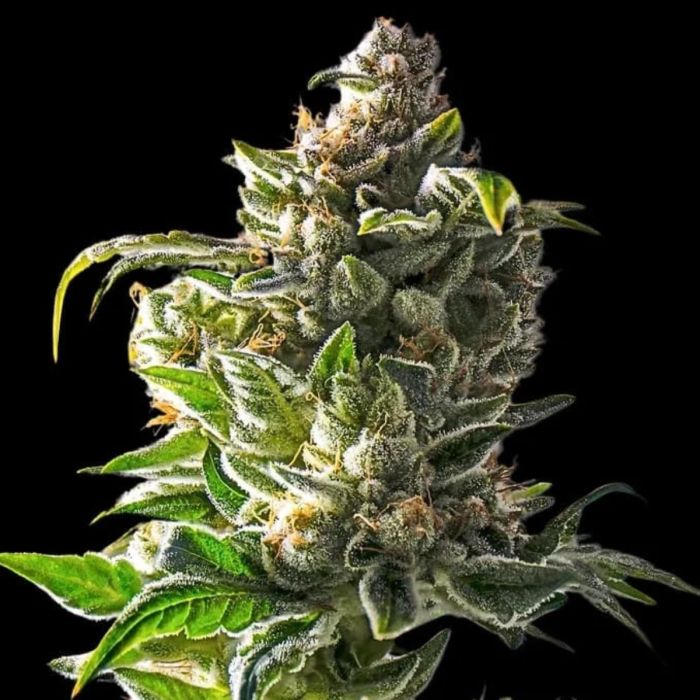 Empire Dragon Feminized