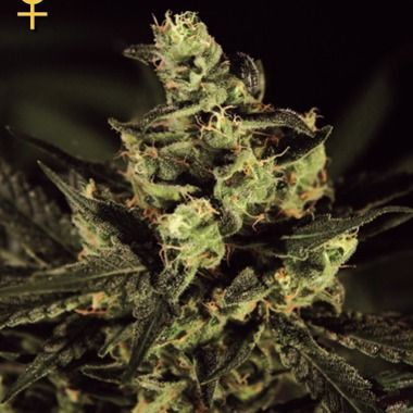 Greenhouse Seeds Exodus Cheese Feminized