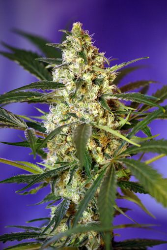 Fast Bud #2 Auto Feminised Seeds