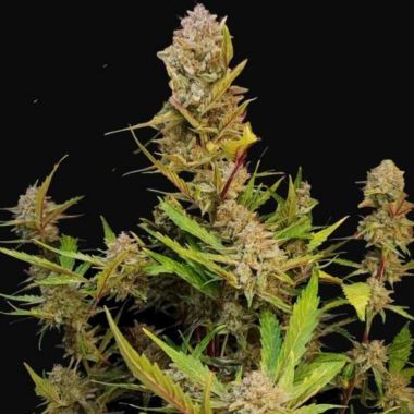 Fastbuds Apricot Autoflowering Cannabis Seeds