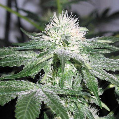 Female Seeds Ice Feminized